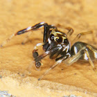 Jumping spider