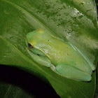 La Loma Tree Frog