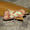 Green Blotched Moth