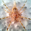 Common Spider