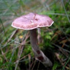 Well Grown Cortinarius