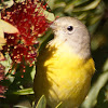 Nashville Warbler