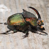 Rainbow scarab (male)