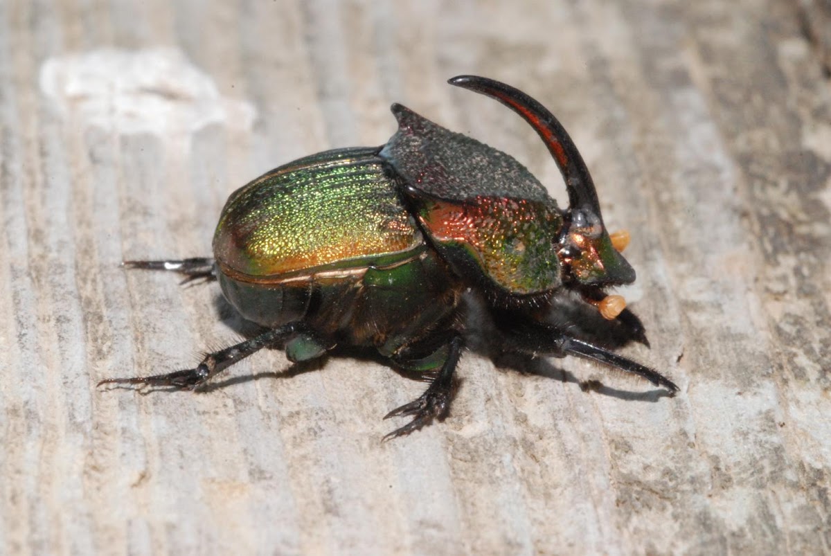 Rainbow scarab (male)