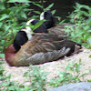 White-faced Whistling Duck