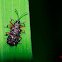 Spiny leaf beetle