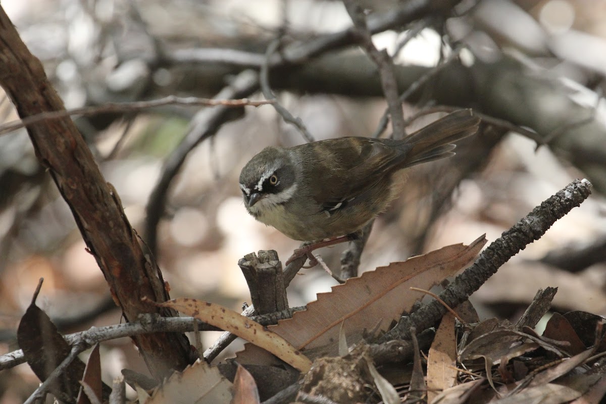 White-browed Scrubwren