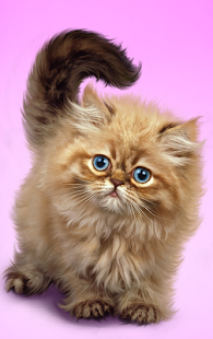 Lastest Fluffy Cat APK for Android