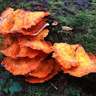 Chicken of the Woods