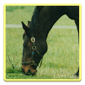 TORO BRAVO - Android Apps on Google Play