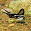 White Dragontail (燕鳳蝶)