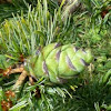Green Pine Cone