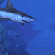 Shark Attack LWP