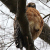 Red-shouldered hawk