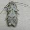 Acorn Moth