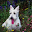 Dog Jigsaw Download on Windows