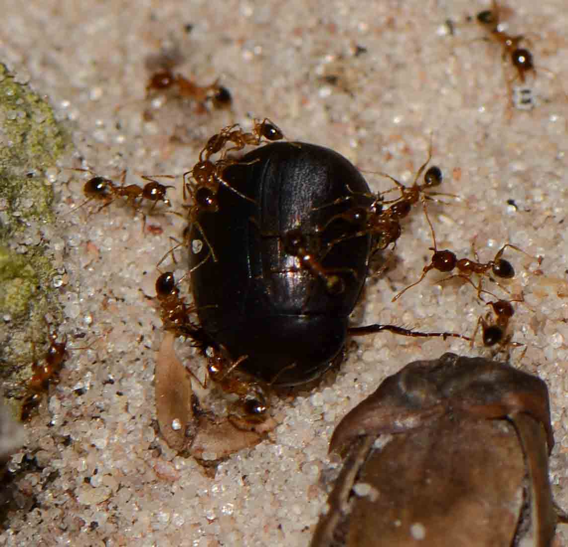 Ants hunting Beetle