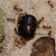 Ants hunting Beetle