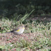 Yellow-rumped Warbler