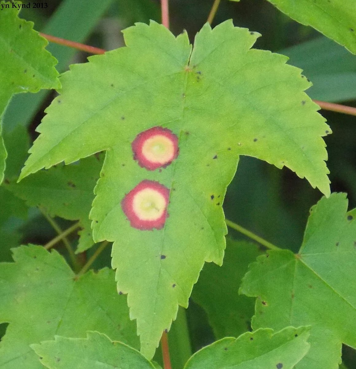 Maple Leaf Spot Gall