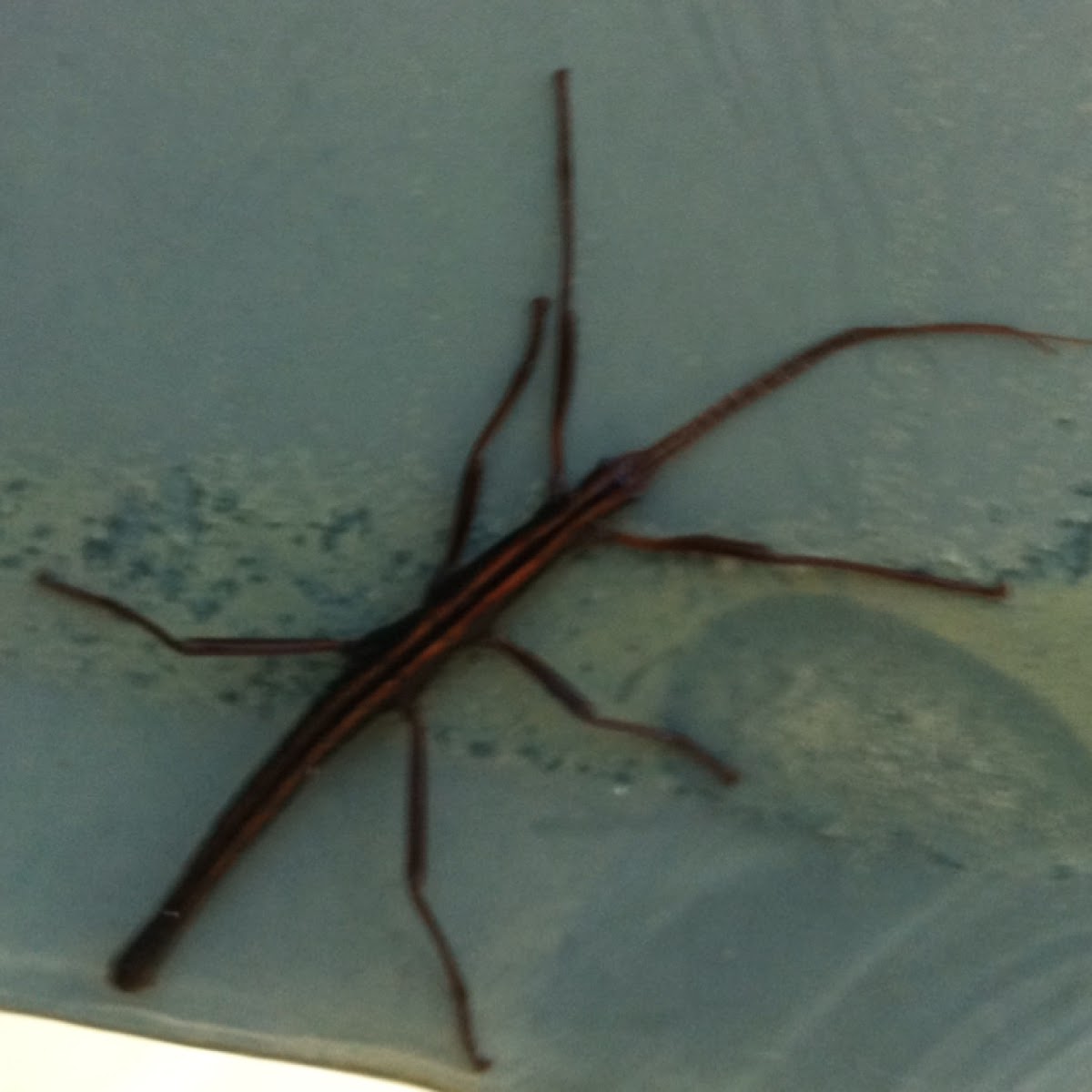 Two Lined Stick Bug