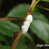 Treehopper eggmasses