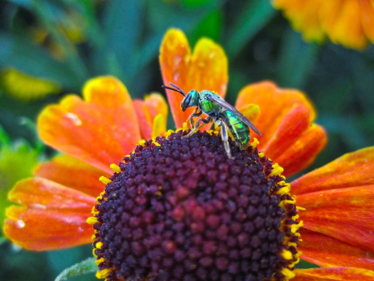 Female Green Sweat Bee