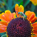 Female Green Sweat Bee