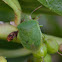 Green Vegetable Bug