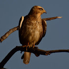 White eye buzzard