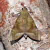 Sphingidae Hawk Moth