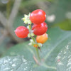 Coral Honeysuckle Berry