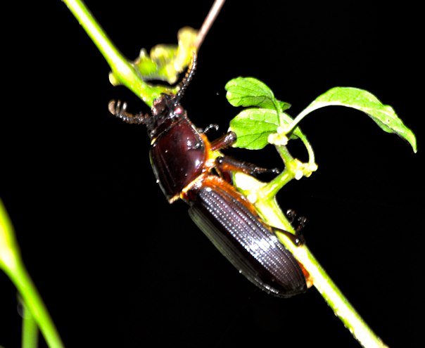 Horned passalus beetle