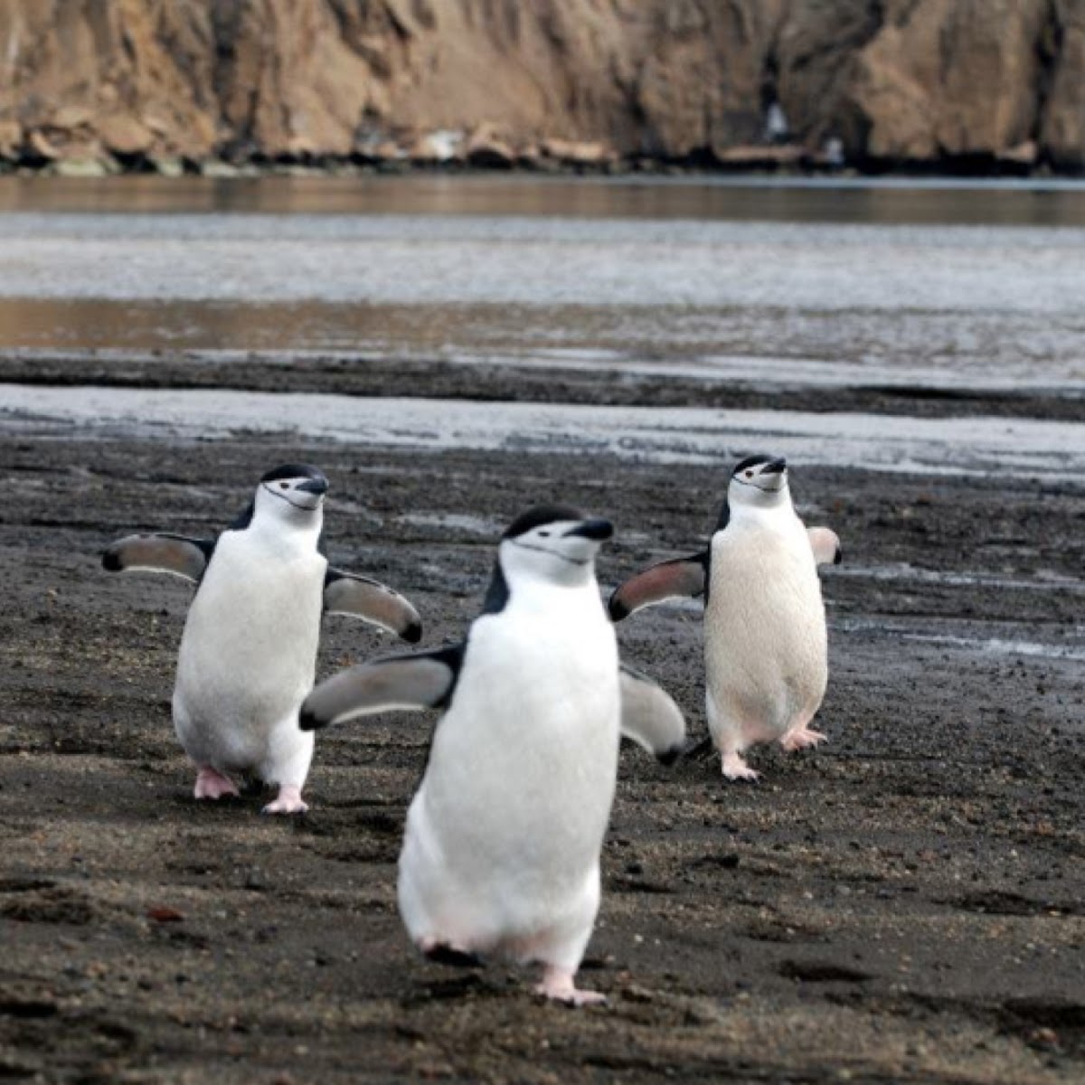 Chinstrap Penguin