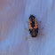 Multicolored Asian Ladybug Larvae