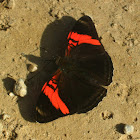 Pink-banded Sister