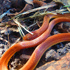 Pine Woods Snake  (Rhadinaea flavilata)