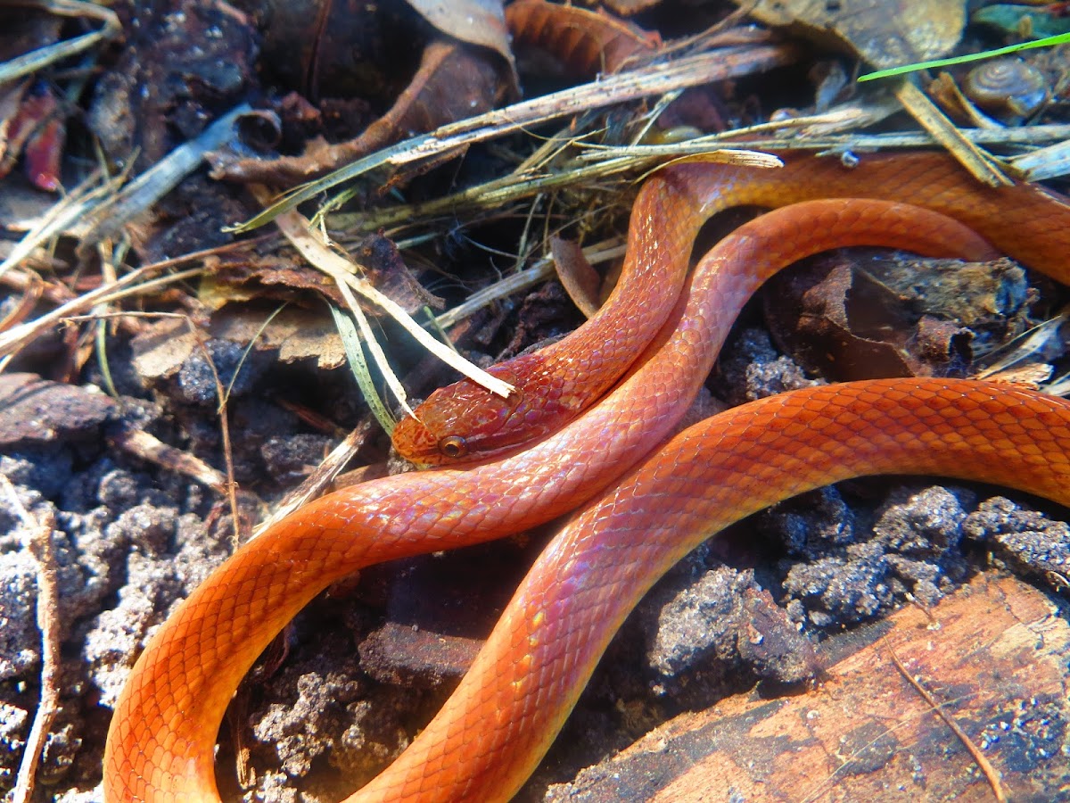 Pine Woods Snake  (Rhadinaea flavilata)