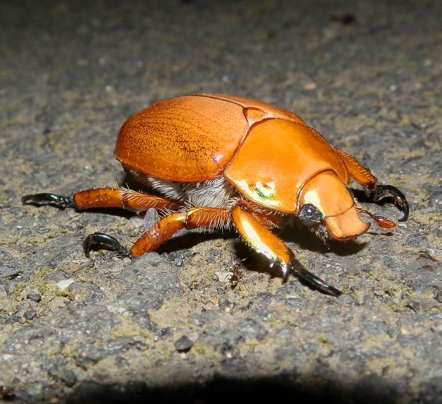 Large Christmas Beetle