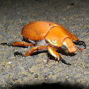 Large Christmas Beetle