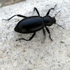 Stink Beetle