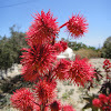 Castor oil plant (immature seed pods)