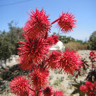 Castor oil plant (immature seed pods)