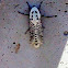 Wood Leopard Moth