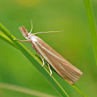 Pearly Crambid Snout Moth