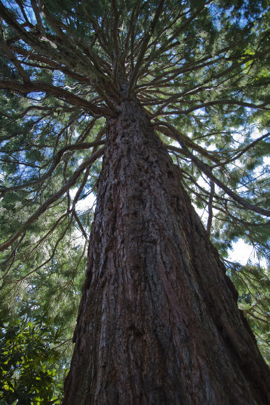 Coast Douglas Fir | Project Noah