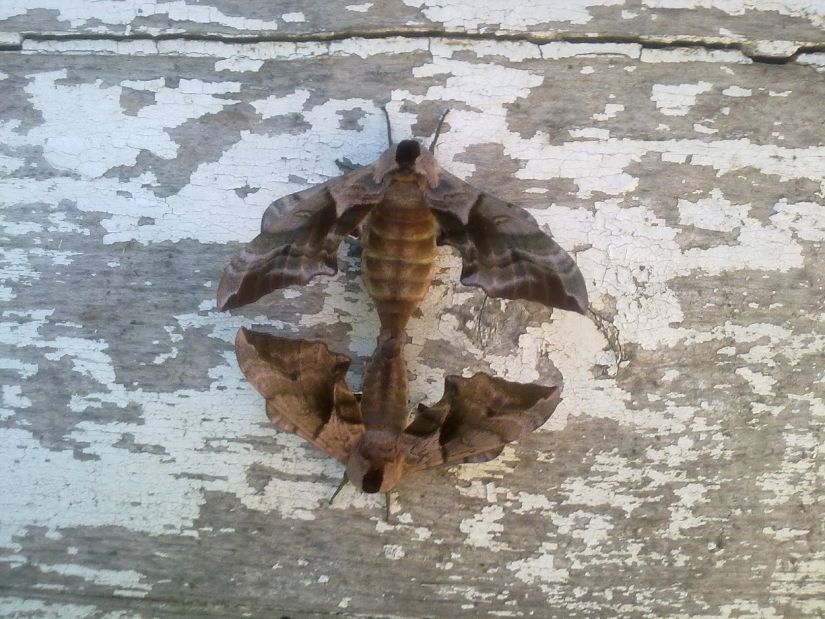 Eyed hawk-moth