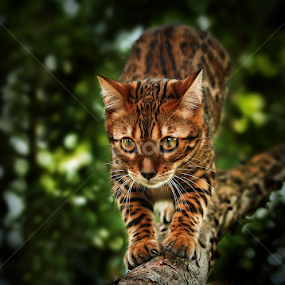 by Jane Bjerkli - Animals - Cats Playing