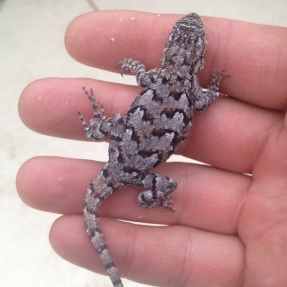 Eastern fence lizard Project Noah