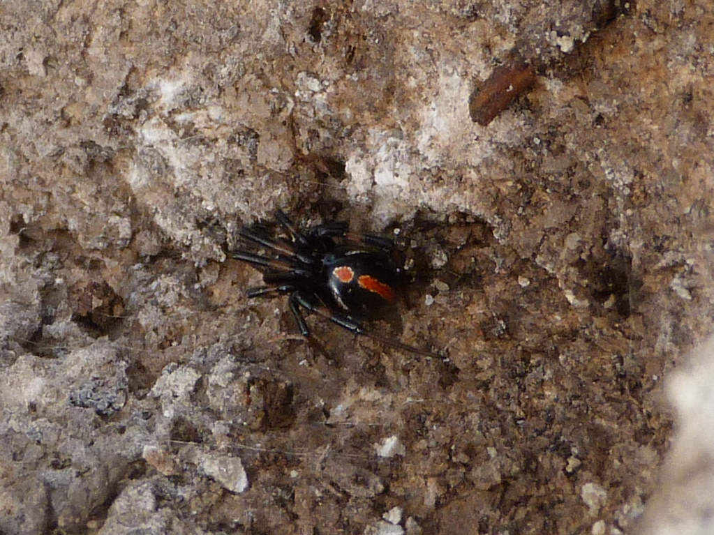 Black widow (male)